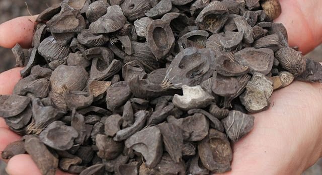 Palm Kernel Shell (PKS)